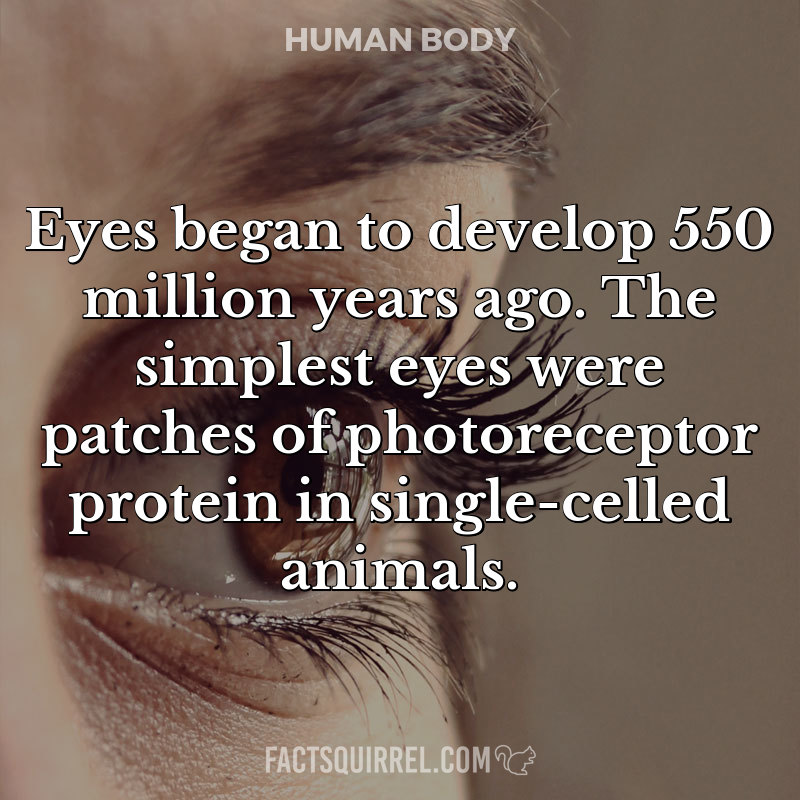 Eyes began to develop 550 million years ago. The simplest eyes were