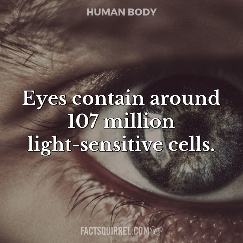 Eyes contain around 107 million light-sensitive cells