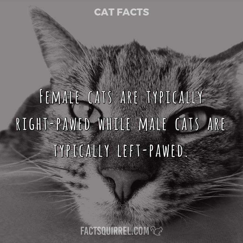 Female cats are typically right-pawed while male cats are typically