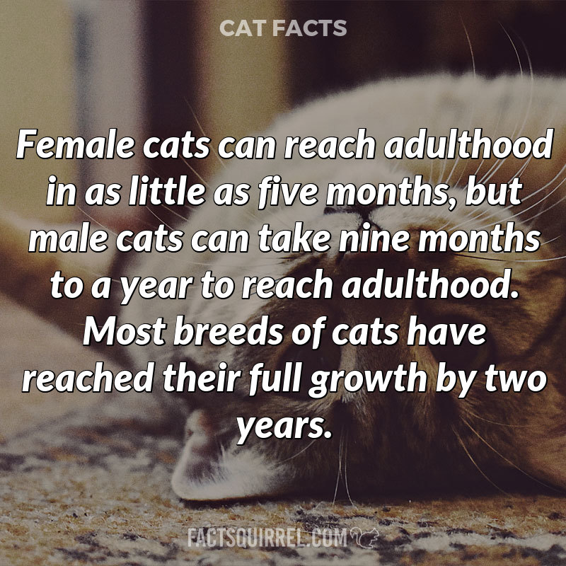 Female cats can reach adulthood in as little as five months, but male