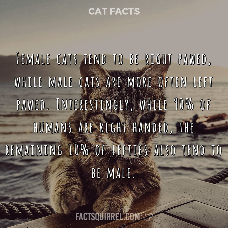 Female cats tend to be right pawed, while male cats are more often left