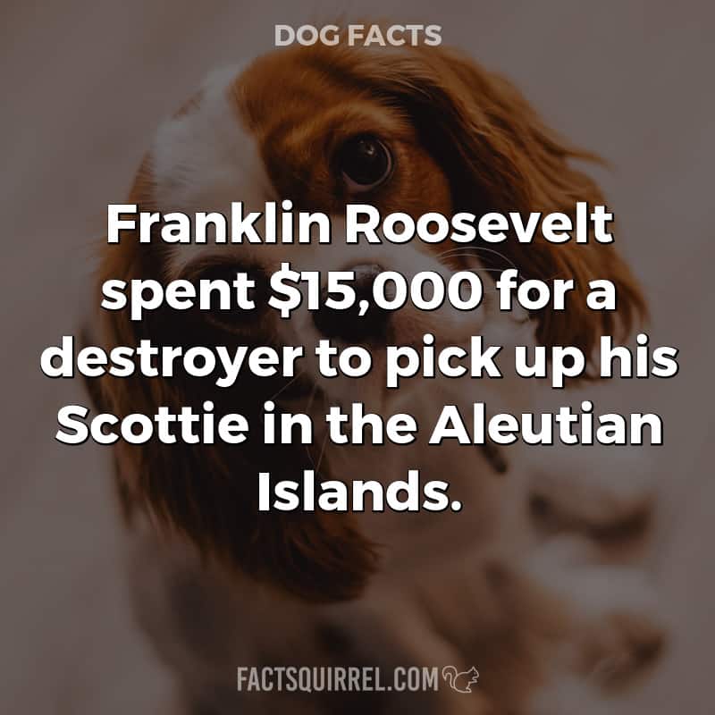 Franklin Roosevelt spent $15,000 for a destroyer to pick up his Scottie
