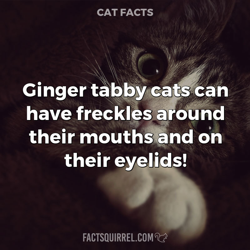 Ginger tabby cats can have freckles around their mouths and on their