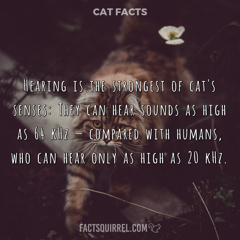 Hearing is the strongest of cat’s senses: They can hear sounds as high
