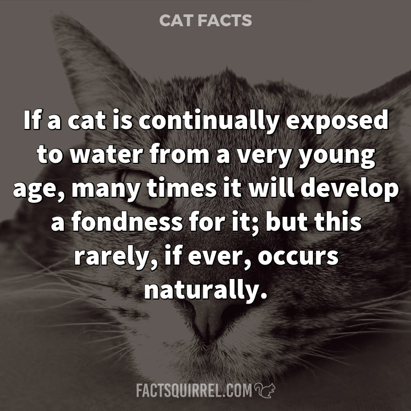 If a cat is continually exposed to water from a very young age, many times it will develop a fondness for it; but this rarely, if ever, occurs naturally.