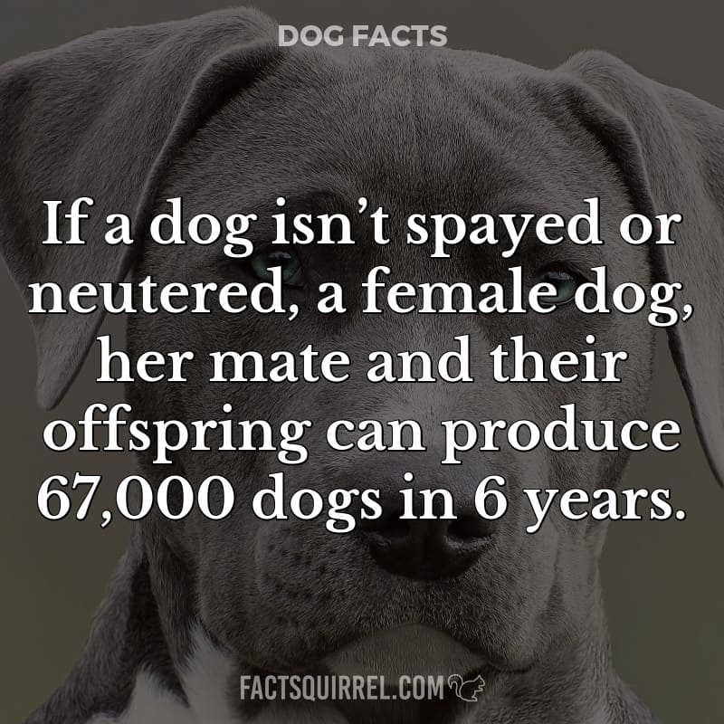If a dog isn’t spayed or neutered, a female dog, her mate and their