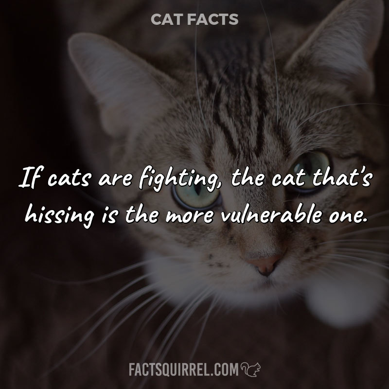 If cats are fighting, the cat that’s hissing is the more vulnerable one
