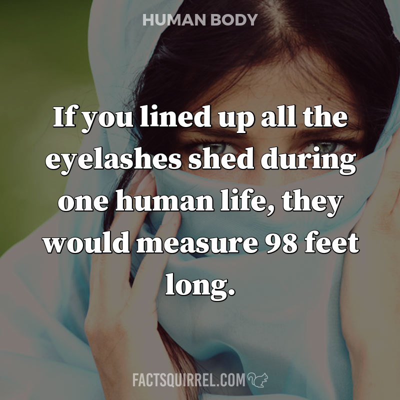 If you lined up all the eyelashes shed during one human life, they would
