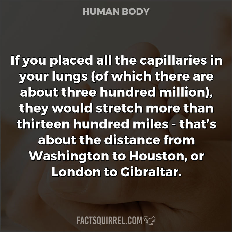 If you placed all the capillaries in your lungs (of which there are