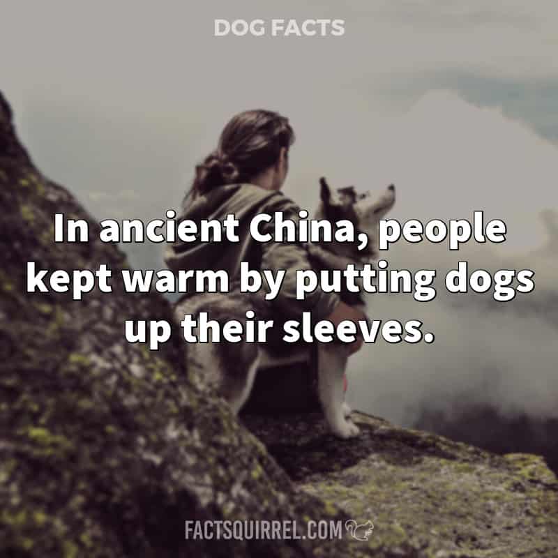 In ancient China, people kept warm by putting dogs up their sleeves