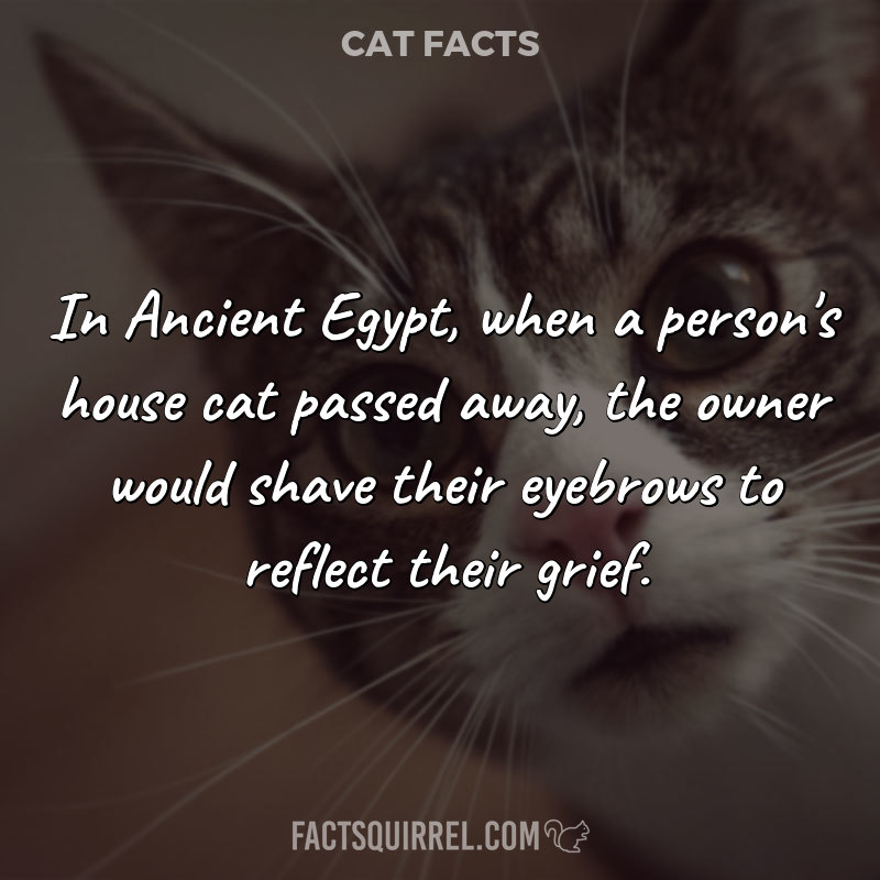 In Ancient Egypt, when a person’s house cat passed away, the owner would