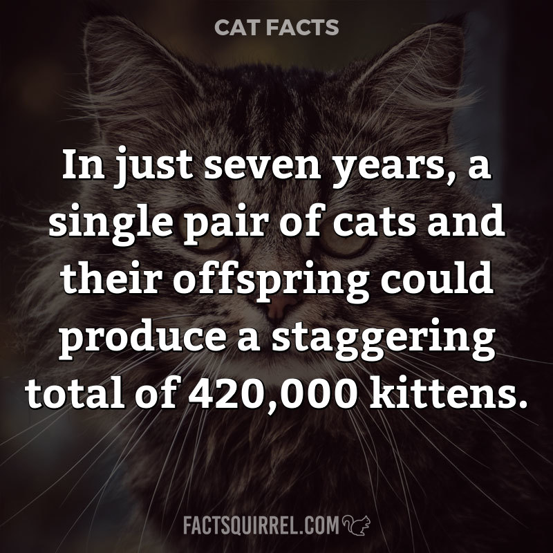 In just seven years, a single pair of cats and their offspring could