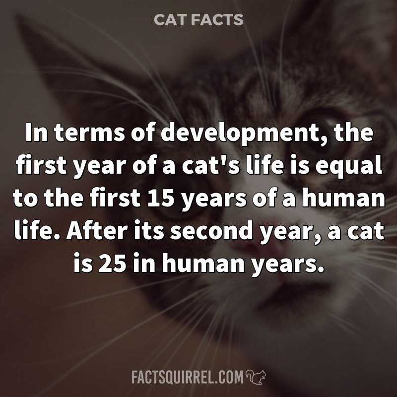 In terms of development, the first year of a cat’s life is equal to the