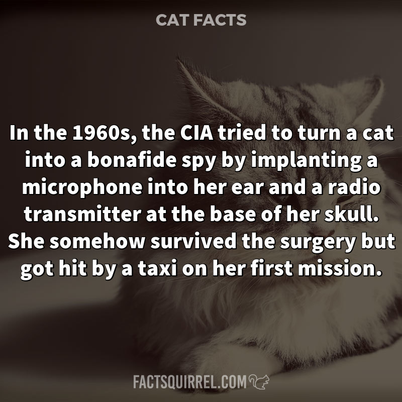 In the 1960s, the CIA tried to turn a cat into a bonafide spy by