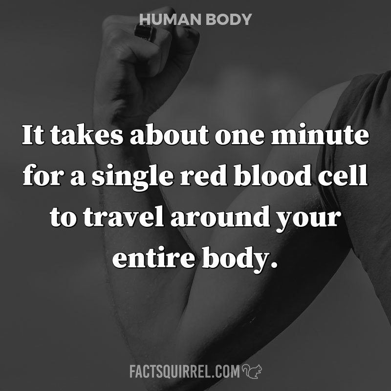 It takes about one minute for a single red blood cell to travel around