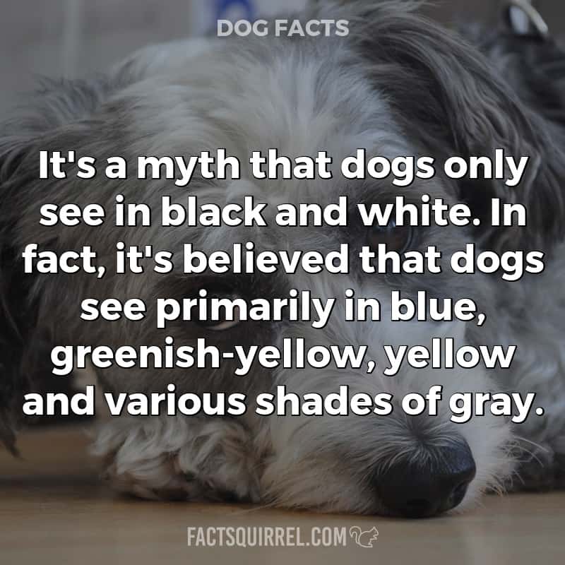 It’s a myth that dogs only see in black and white. In fact, it’s