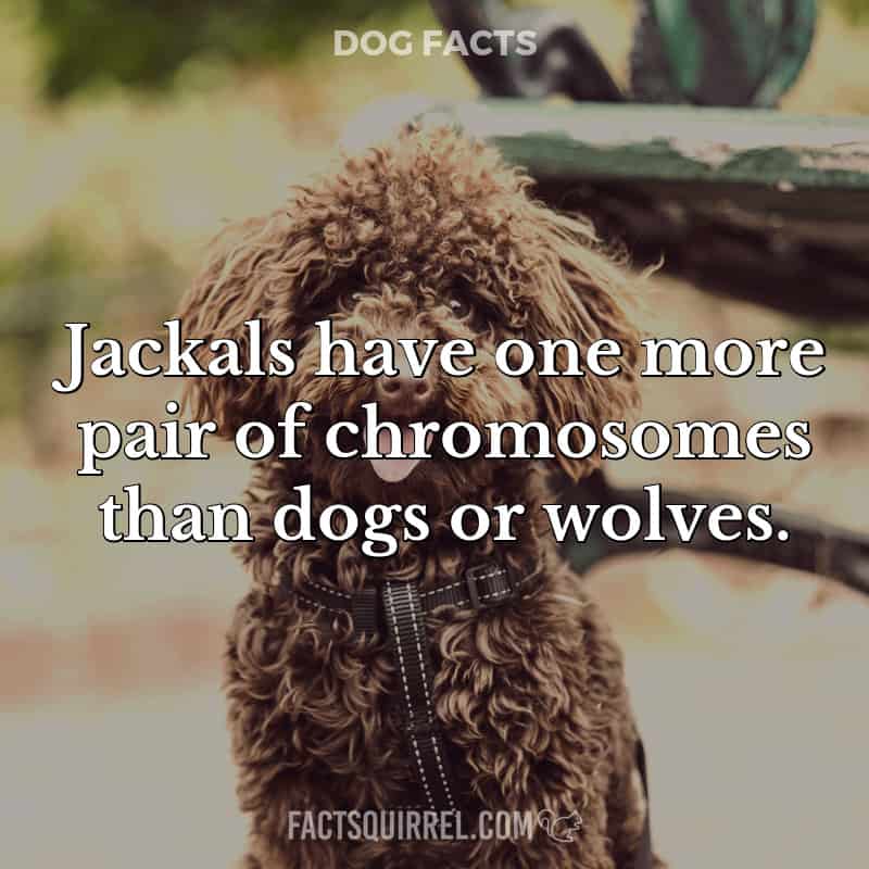 Jackals have one more pair of chromosomes than dogs or wolves