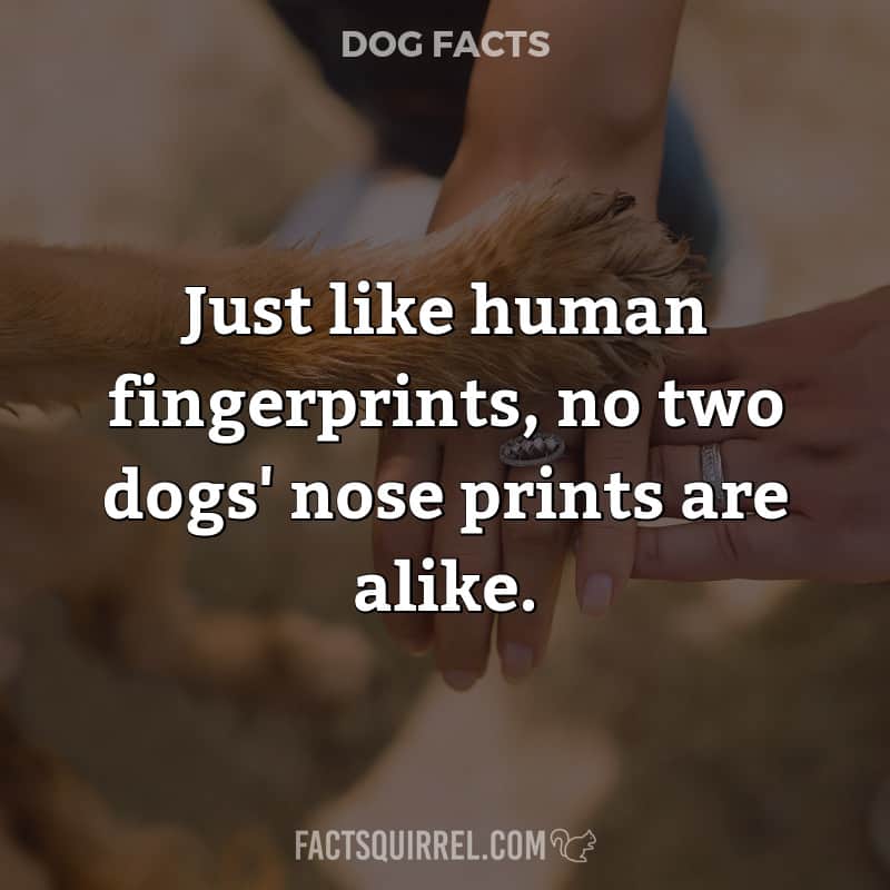Just like human fingerprints, no two dogs’ nose prints are alike