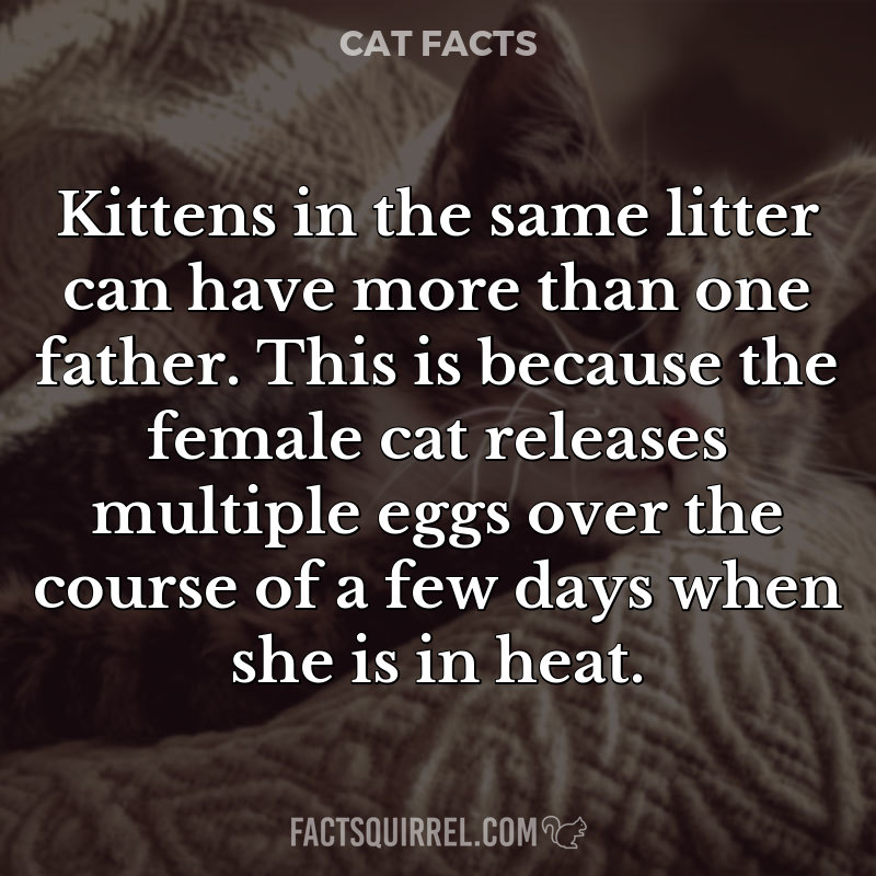 Kittens in the same litter can have more than one father. This is