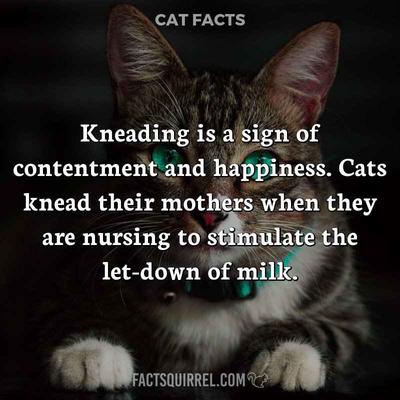 Kneading is a sign of contentment and happiness. Cats knead their