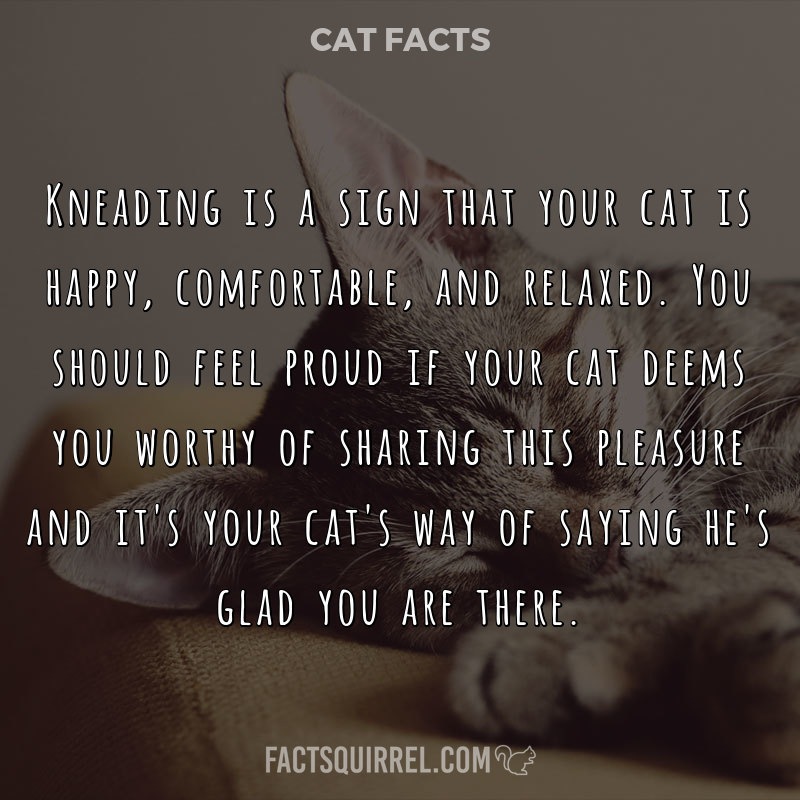 Kneading is a sign that your cat is happy, comfortable, and relaxed. You should feel proud if your cat deems you worthy of sharing this pleasure and it's your cat's way of saying he's glad you are there.