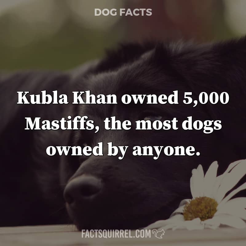 Kubla Khan owned 5,000 Mastiffs, the most dogs owned by anyone