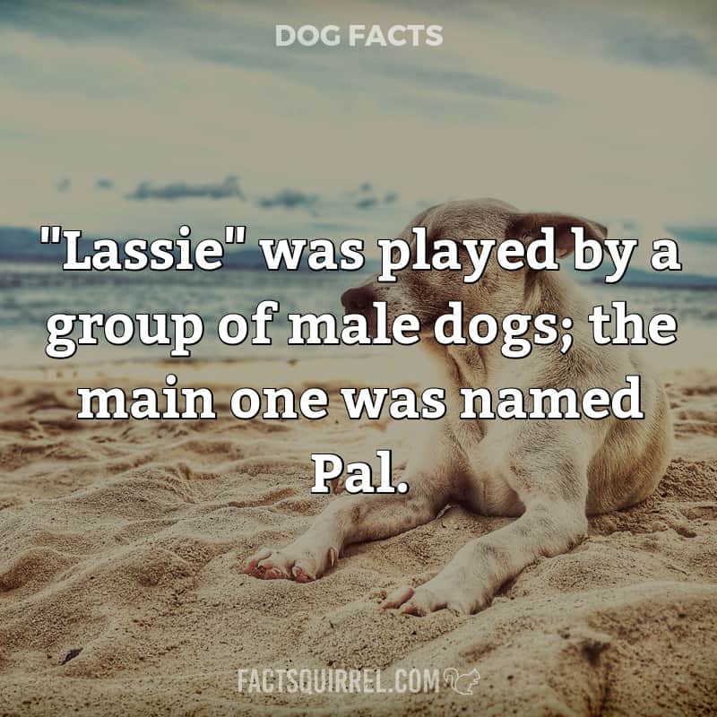 “Lassie” was played by a group of male dogs; the main one was named Pal