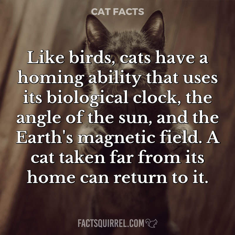 Like birds, cats have a homing ability that uses its biological clock,