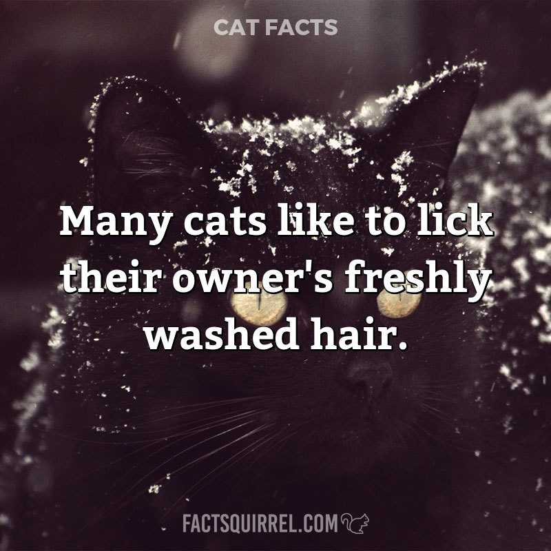 Many cats like to lick their owner’s freshly washed hair