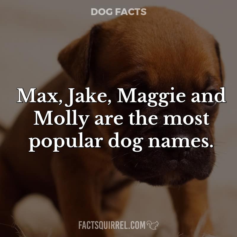 Max, Jake, Maggie and Molly are the most popular dog names