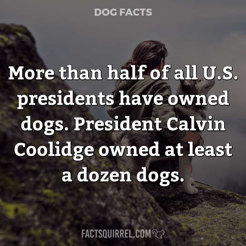 More than half of all U.S. presidents have owned dogs. President Calvin
