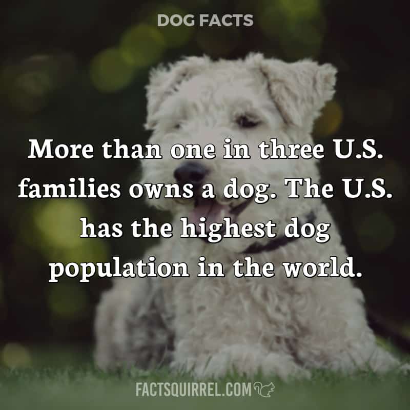 More than one in three U.S. families owns a dog. The U.S. has the