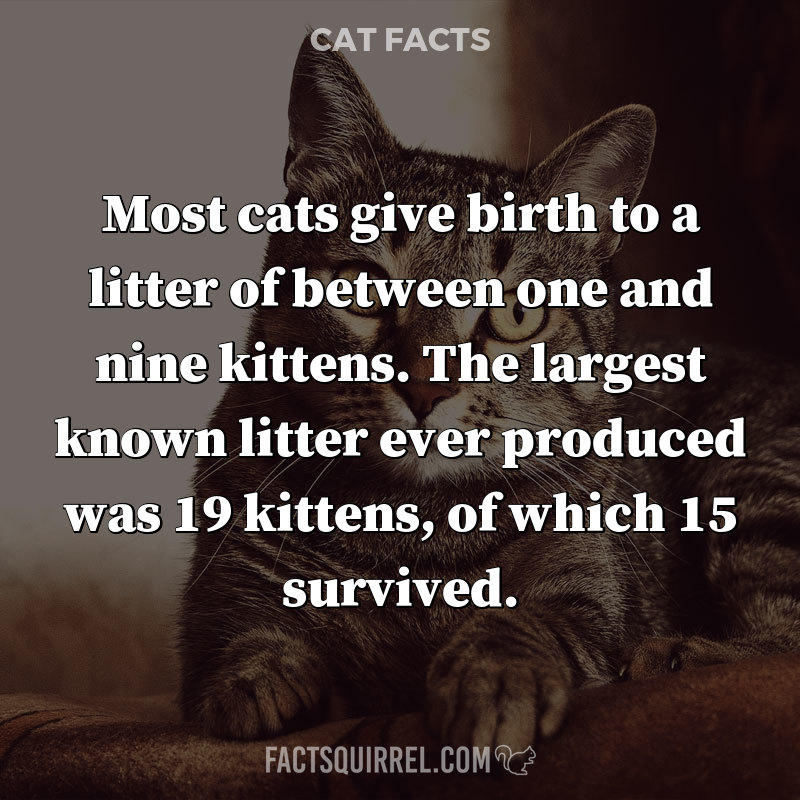 Most cats give birth to a litter of between one and nine kittens. The