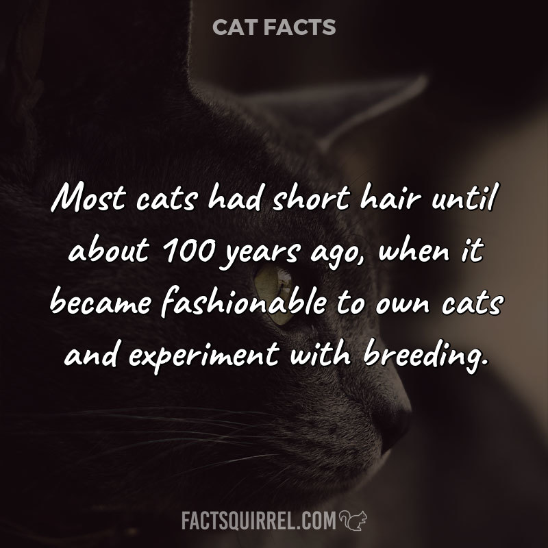Most cats had short hair until about 100 years ago, when it became