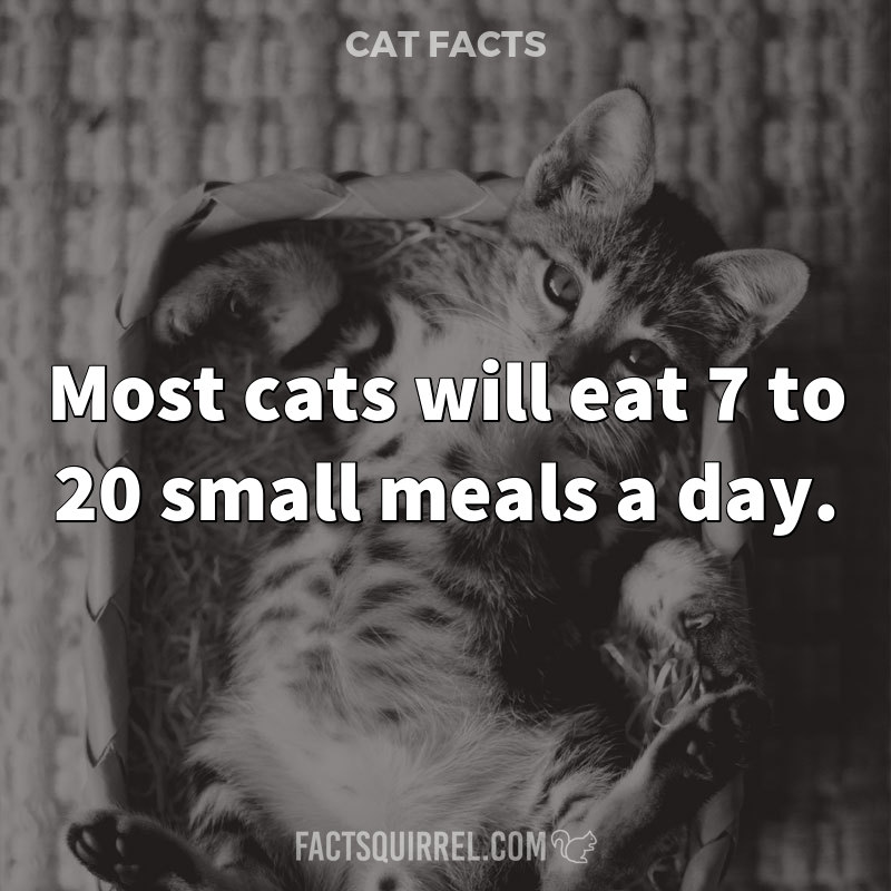 Most cats will eat 7 to 20 small meals a day