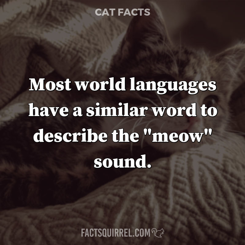 Most world languages have a similar word to describe the “meow” sound