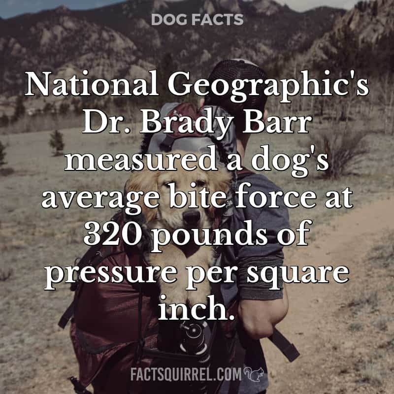 National Geographic’s Dr. Brady Barr measured a dog’s average bite force