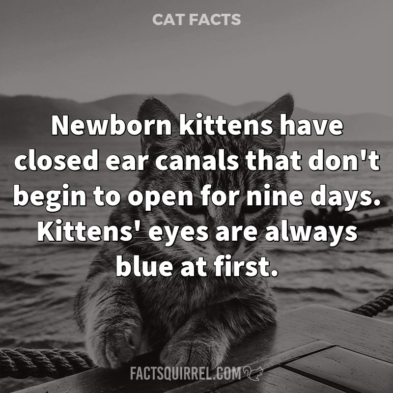 Newborn kittens have closed ear canals that don’t begin to open for nine