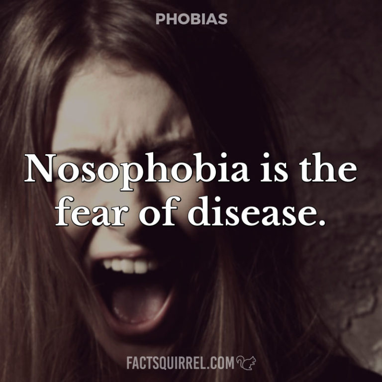 The fear of cats is known as gatophobia FactSquirrel