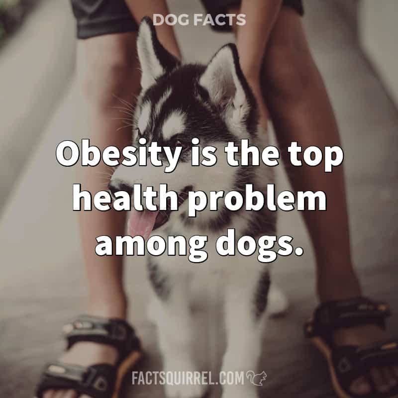 Obesity is the top health problem among dogs