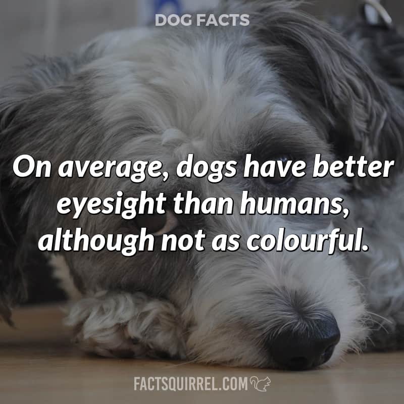 On average, dogs have better eyesight than humans, although not as