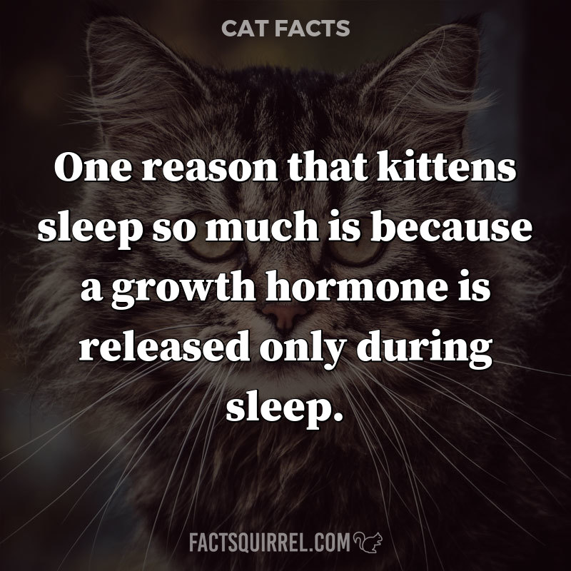 One reason that kittens sleep so much is because a growth hormone is