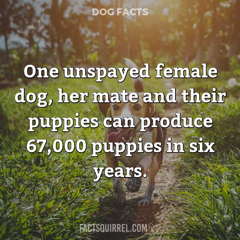 One unspayed female dog, her mate and their puppies can produce 67,000