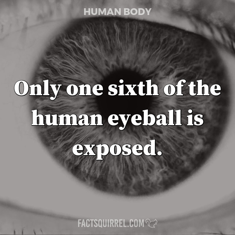 Only one sixth of the human eyeball is exposed