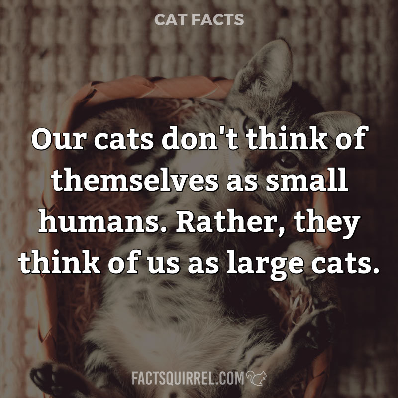 Our cats don’t think of themselves as small humans. Rather, they think