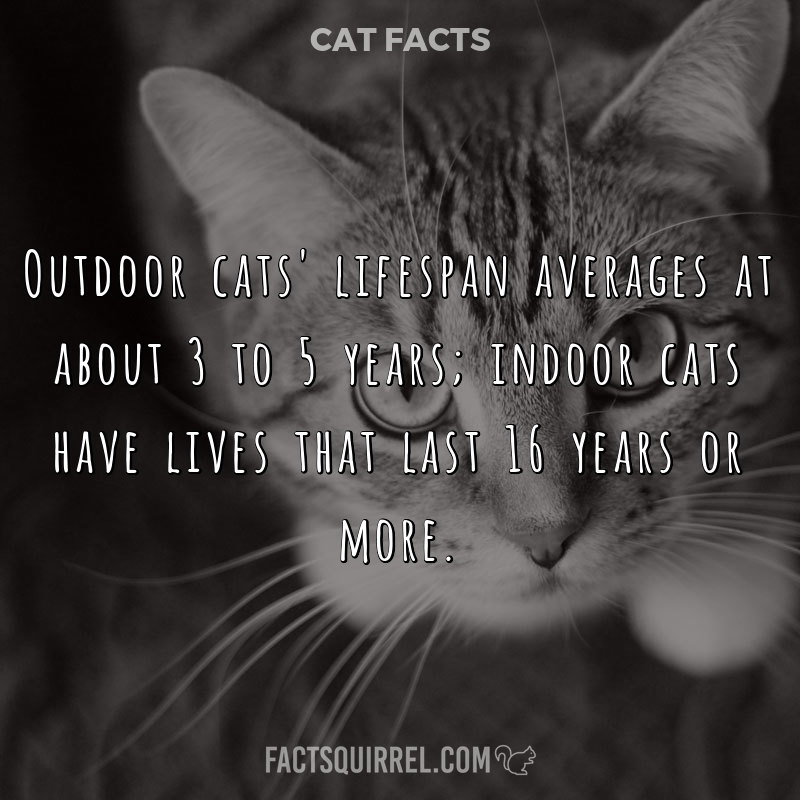 Outdoor cats’ lifespan averages at about 3 to 5 years; indoor cats have