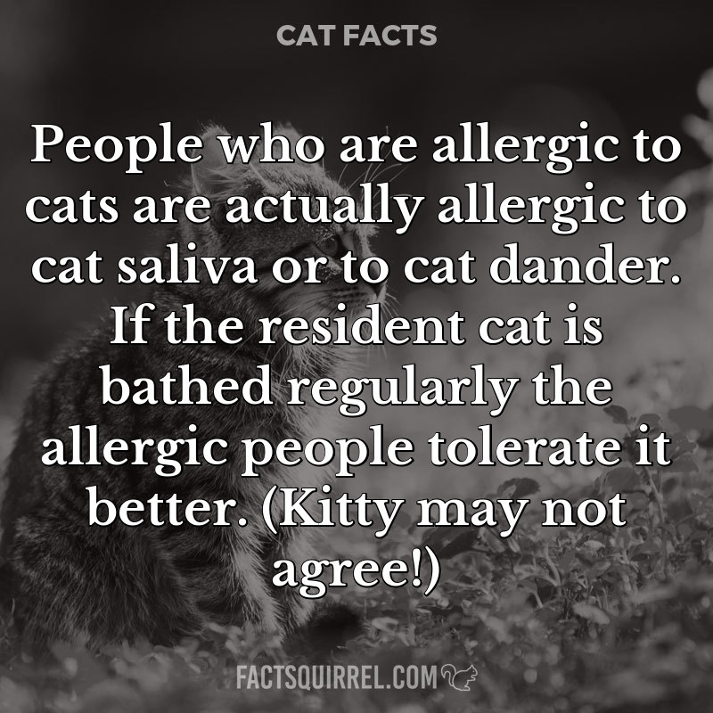 People who are allergic to cats are actually allergic to cat saliva or