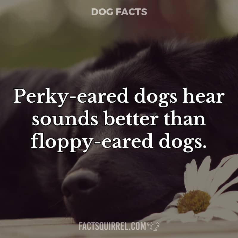 Perky-eared dogs hear sounds better than floppy-eared dogs