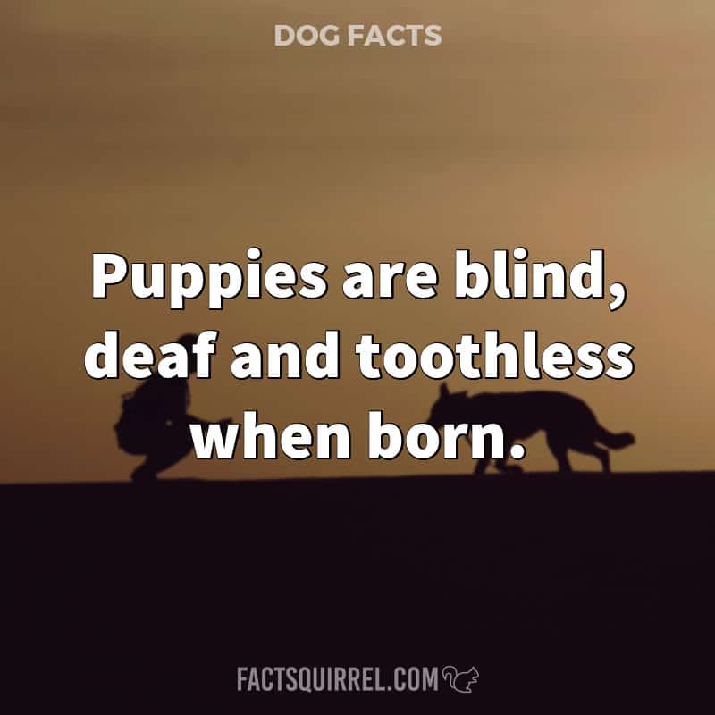 Puppies are blind, deaf and toothless when born