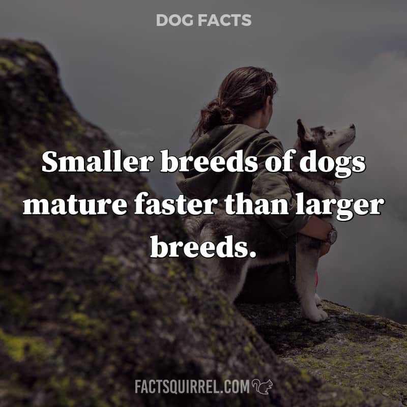 Smaller breeds of dogs mature faster than larger breeds
